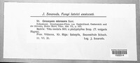 Paracercosporidium microsorum image